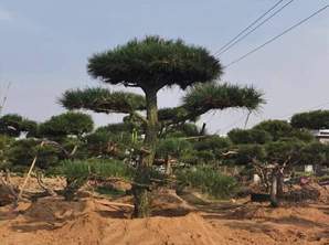 景觀(guān)松