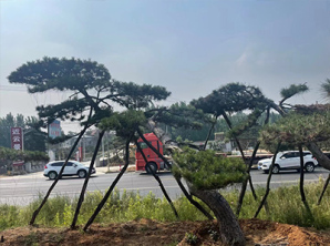 景觀(guān)松價(jià)格