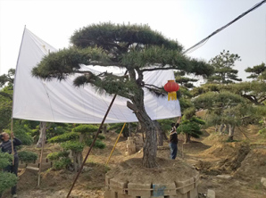 景觀(guān)松樹(shù)