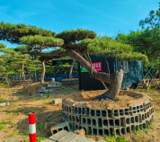 造型黑松批發(fā)