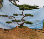 造型黑松批發(fā)基地