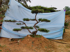 造型黑松批發(fā)基地
