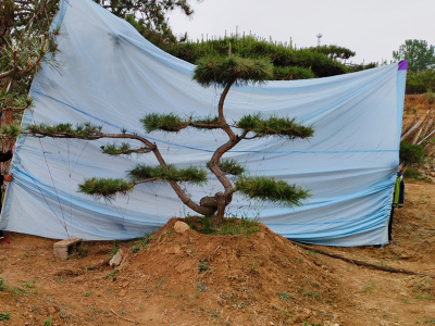 造型黑松批發(fā)基地