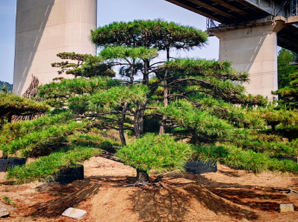 景觀(guān)松批發(fā)基地