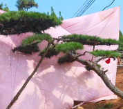 造型黑松樹(shù)