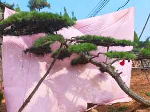 造型黑松樹(shù)