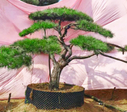 黑松
