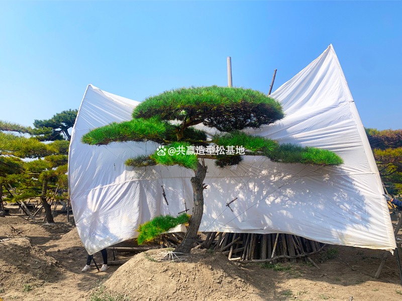 ɽ�|�����ɻ���