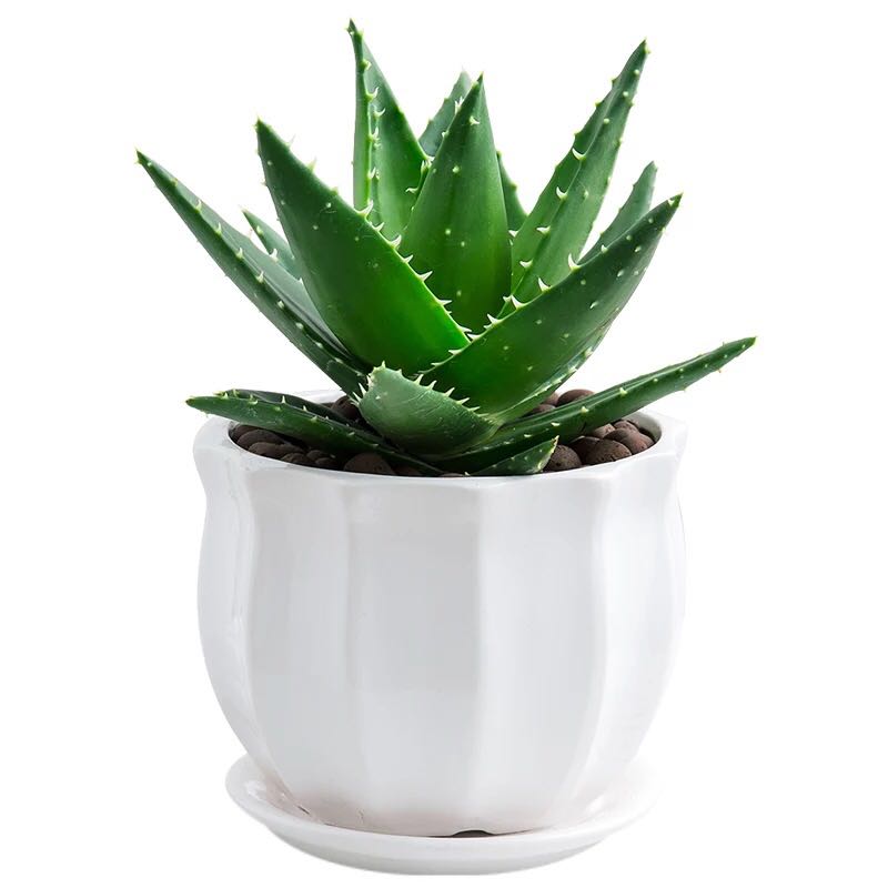 ݾGֲU