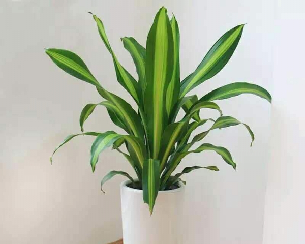 ݾGֲU