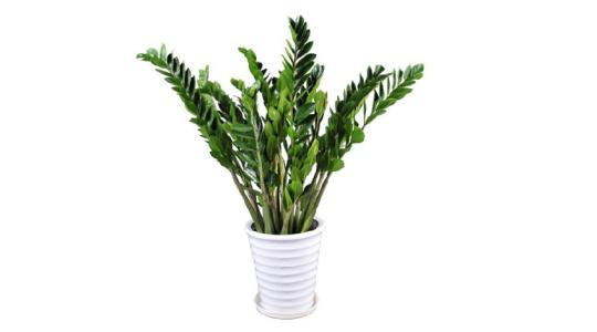 ݾGֲU
