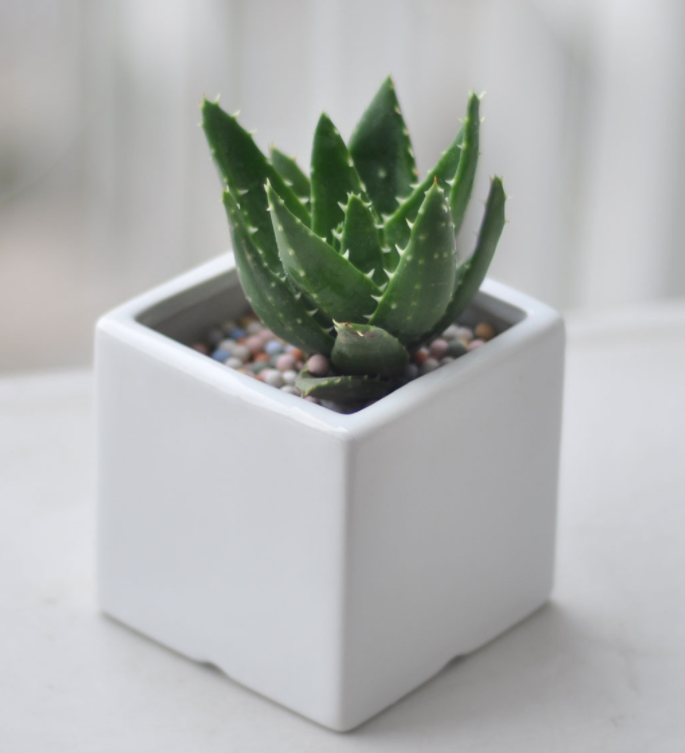 ݾGֲU