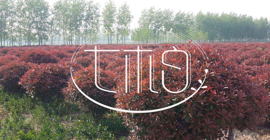 ֲU