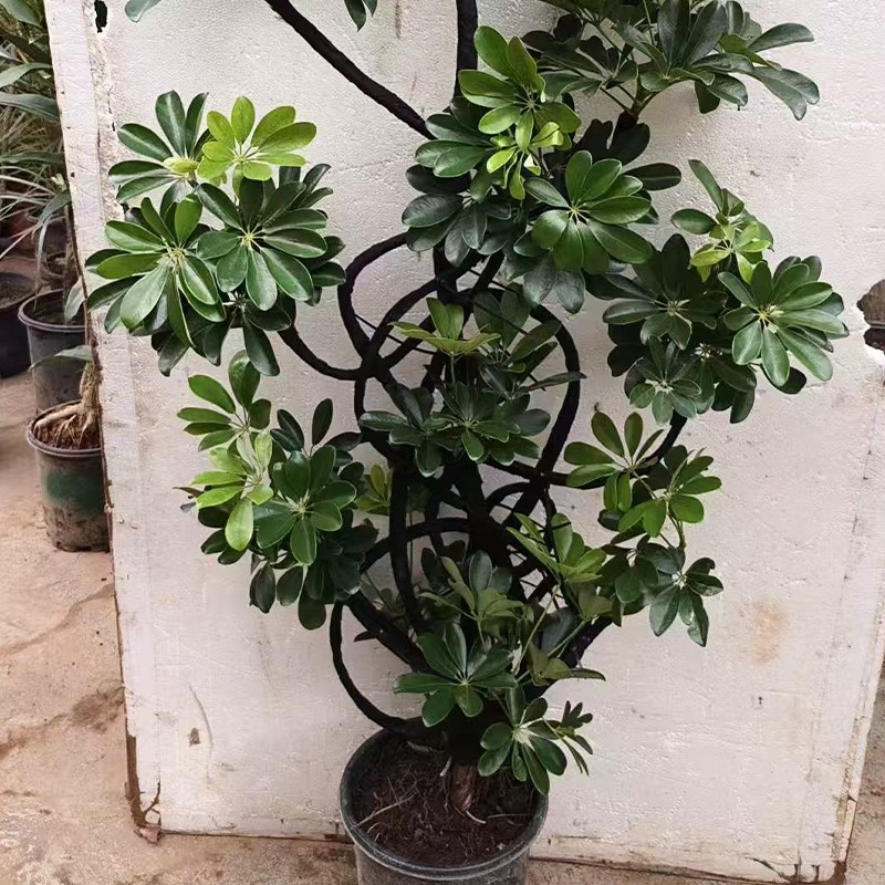 1761300109156627.jpg 051.jpg