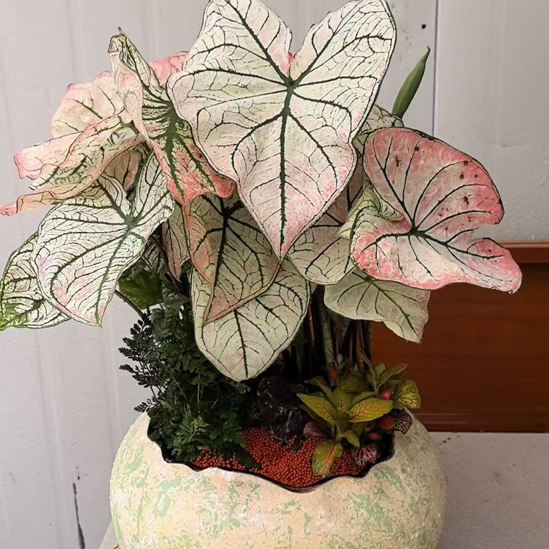 1764228293654555.jpg 04.jpg