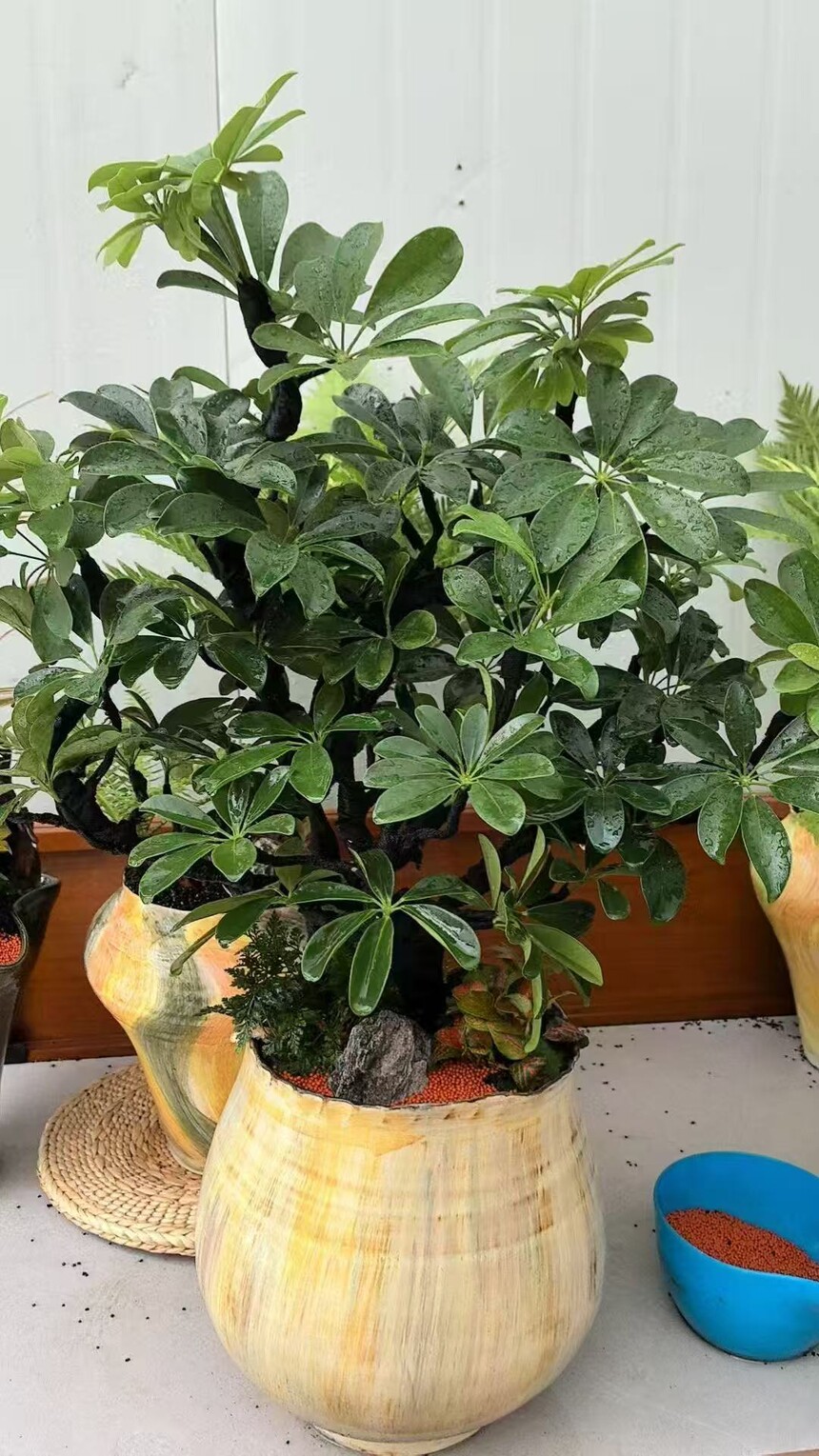 1764228615343824.jpg 微信图片_20250901093006_366_66.jpg