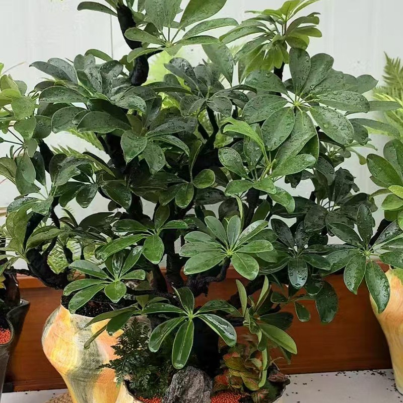 1764228648602111.jpg 07.jpg