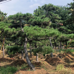 ̩