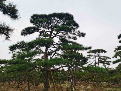 造型黑松树
