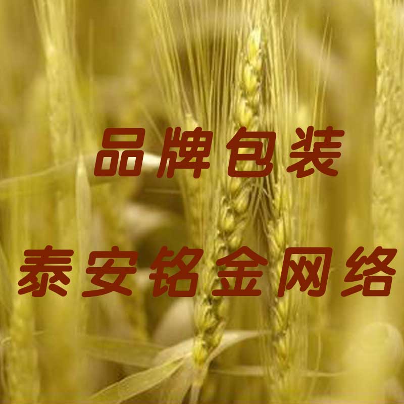 泰安网络公司 泰安网络公司