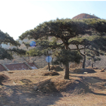 造型松 造型松