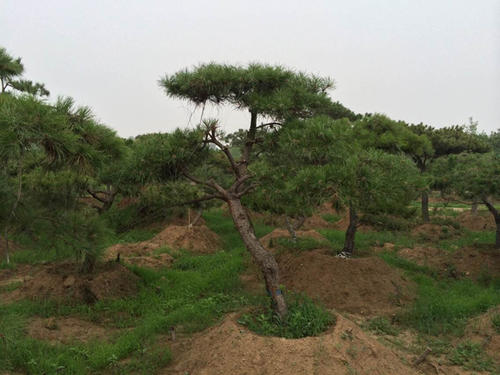 景松 景松