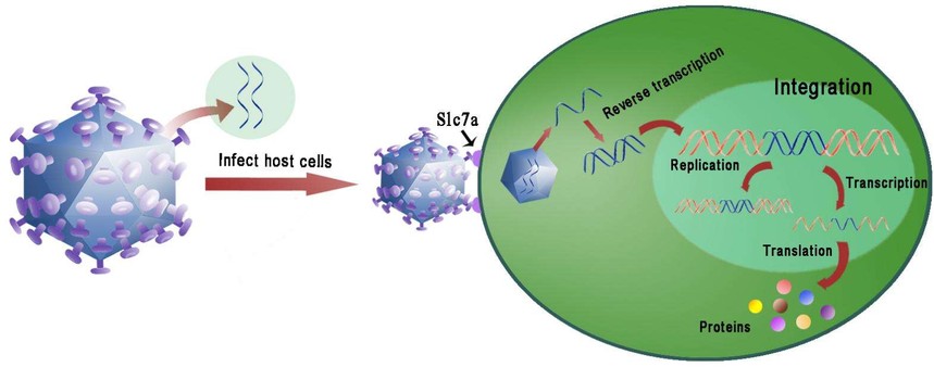 技术交流病毒转染实验方法操作步骤
