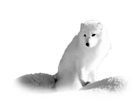 wjl.png