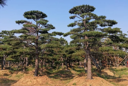 造型松基地