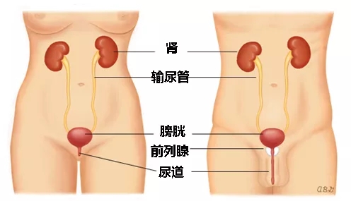 大星彩票