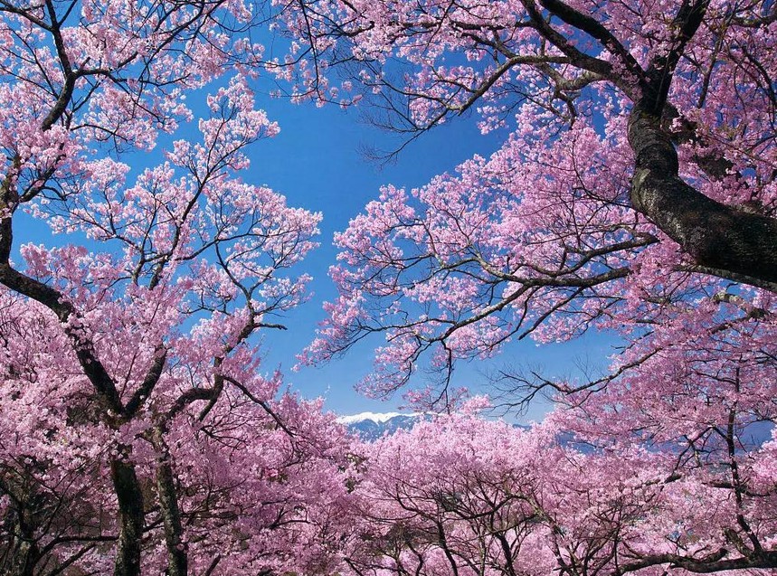 一组樱花照片素材欣赏