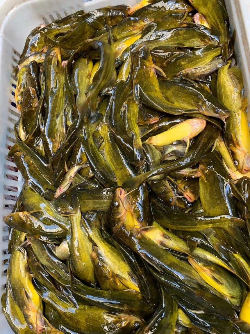 七斤重黄颡鱼图片图片