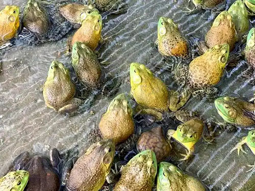 1762849499219712.jpg 四川牛蛙苗养殖.jpg