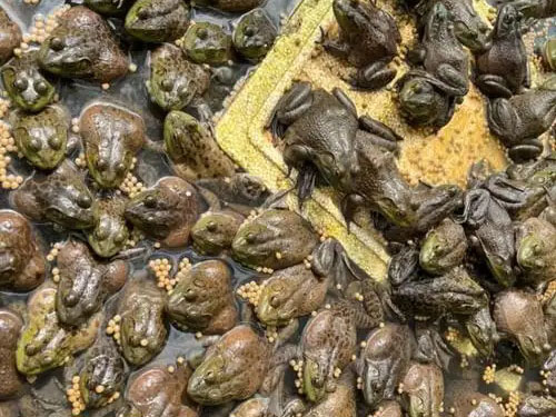 1763362515658362.jpg 四川牛蛙苗养殖.jpg