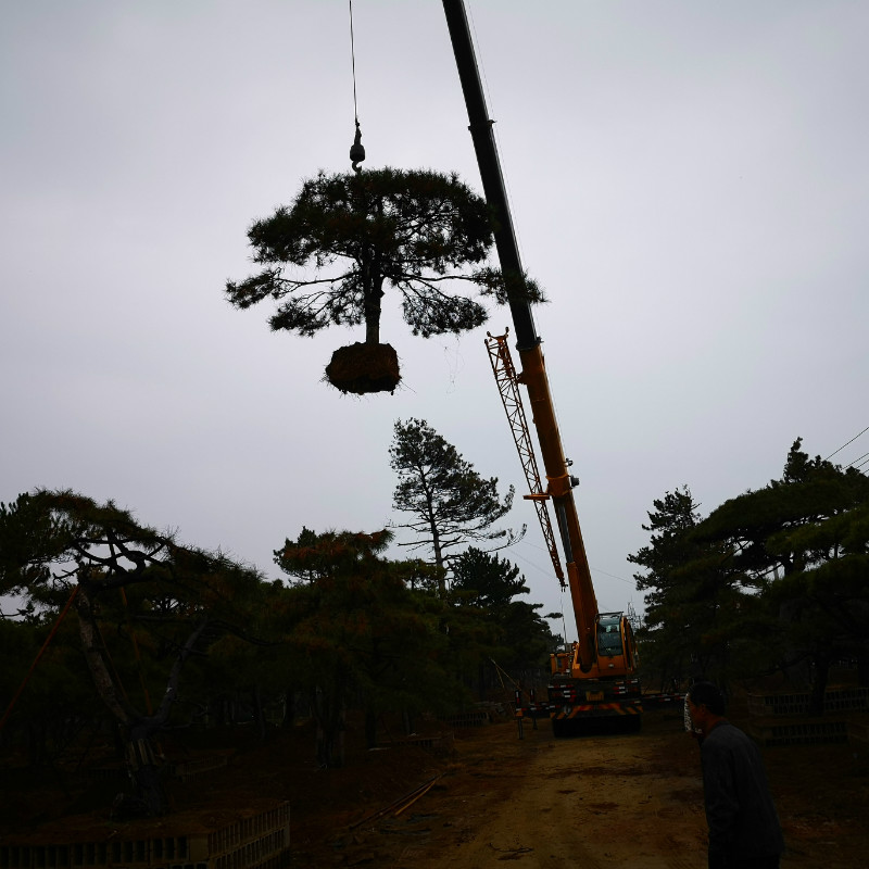 大型造型黑松 大型造型黑松