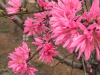 院子里的春天盛宴——山東嘉盛菊花碧桃基地