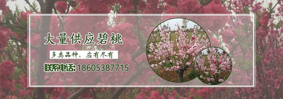 菊花碧桃