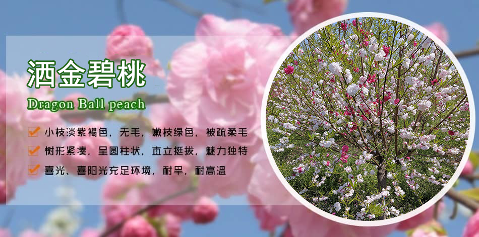 �ջ�����