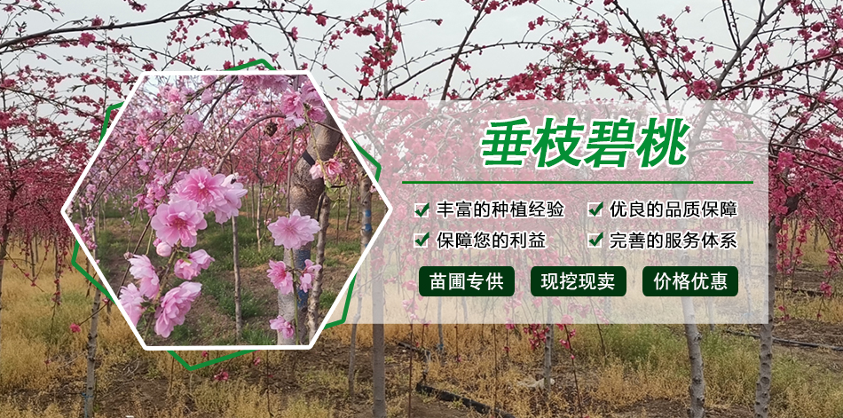 龙柱碧桃