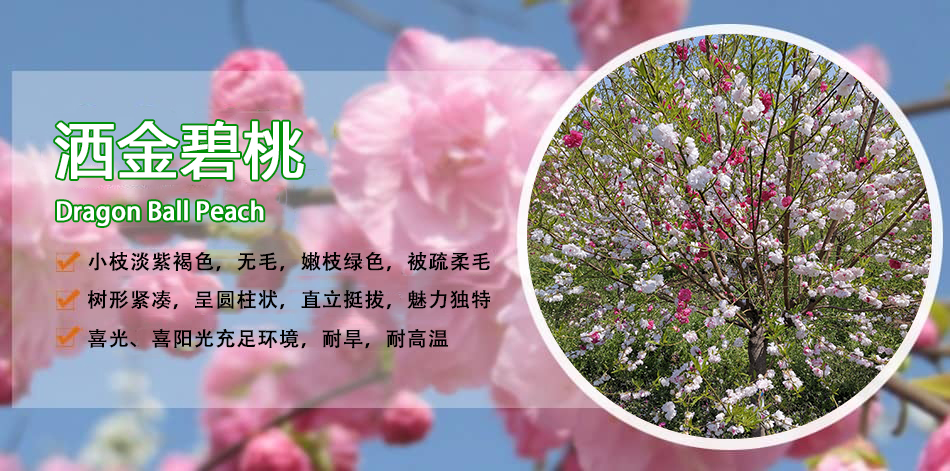 菊花碧桃