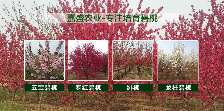 寒红碧桃