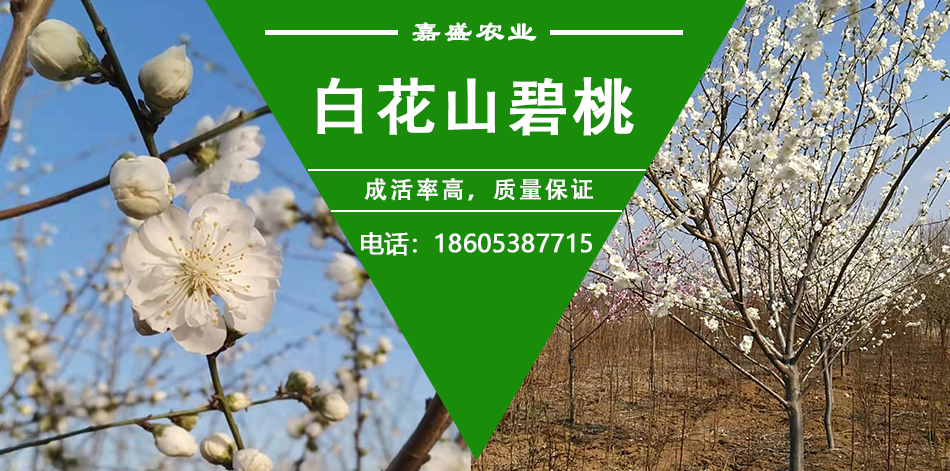 白花山碧桃