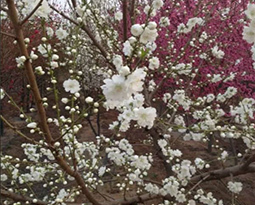 白花山碧桃