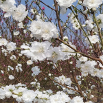 白花山碧桃