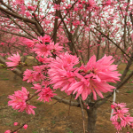 菊花碧桃