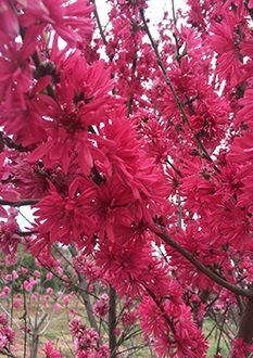 菊花碧桃