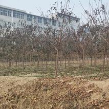 龍柱碧桃2-4公分