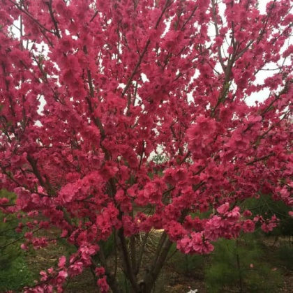 鸳鸯碧桃57公分