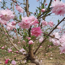 撒金碧桃