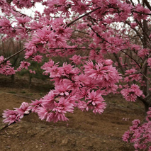 菊花碧桃